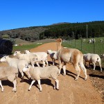 Lama qui sert à protéger les moutons des attaques de chiens sauvages