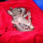 Bébé Wombat!!