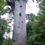 Tane Mahuta, plus grand arbre Kauri du Nord de la NZ, haut de 17 mètres et vieux de 2000 ans,