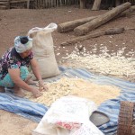 Récupération des grains de mais