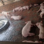 cochons bourrés car nourrit avec ce qu'il reste de la production d'alcool de riz (ils mangent puis s'endorment bourrés, puis se réveillent pour manger puis se rendorment bourrés, ce qui permet de les faire grossir très vite pour ensuite les manger)