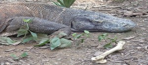 PHOTOS : INDONESIE (CROISIERE KOMODO)