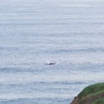 Baleines au large des 12 Apôtres!