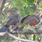 Oiseaux du Paradis