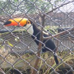 Visite au zoo de Santa Cruz