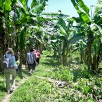 Arrivée dans une plantation de fruits