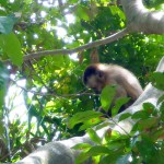 Petit singe perché dans les arbres de notre lodge