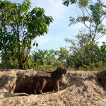 Capibara, plus gros rongeur au monde