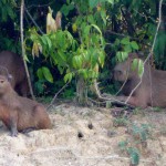 Famille de capibaras