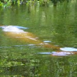 Dauphin rose d'eau douce