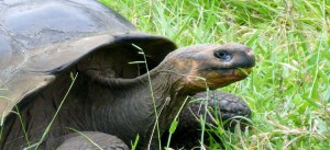 PHOTOS : ILES GALAPAGOS