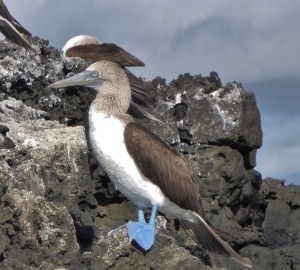 ARTICLE : ILES GALAPAGOS