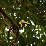 Toucan