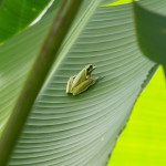 Grenouille "voleuse" en raison de son masque noir sur les yeux