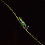 Grenouille aux yeux rouges