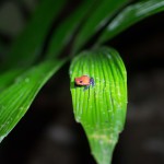 Grenouille vénéneuse