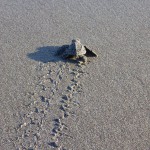 Premiers pas en direction de l'océan de bébés tortues qui venaient de naitre